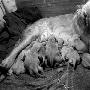 金毛一胎12崽 愿捐一只做工作犬（图） 动物世界