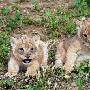 以色列动物园3只新生小狮子亮相（图） 动物世界