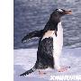 憨态可掬的南极企鹅（图） 动物世界