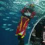 上海海洋水族馆潜水员扮成福神送福（图） 动物世界