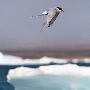 北极燕鸥飞行7.1万公里创最远迁徙纪录（图） 动物世界