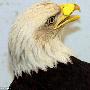 受伤秃鹰接受世界首例喙部修复手术（图） 动物世界