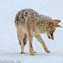 美黄石国家公园上演勇敢野鼠智斗草原狼（图） 动物世界