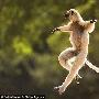 英摄影师拍下维氏冕狐猴跳跃瞬间（图） 动物世界