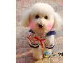 贵宾犬吓贼有功 主人QQ群里通报表彰（图） 动物世界