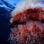 世界最大的水母撞翻日本捕鱼船（图） 动物世界