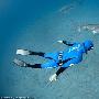 潛水愛好者無防護設備與大白鲨親密接觸（圖） 動物世界