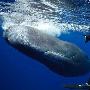 潛水員與巨大抹香鯨親密接觸（圖） 動物世界