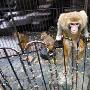 猴王带猴群出逃 公园悬赏捉猴 （图） 动物世界