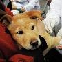 宠物狗将强制接种狂犬疫苗（图） 动物世界