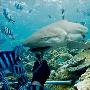 鲨鱼：排队依次靠近喂食者（图） 动物世界