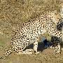 三只非洲猎豹抓住小羚羊玩耍后放生（图） 动物世界