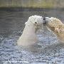 德国情侣北极熊在水中亲热玩耍（图） 动物世界
