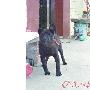一村百多犬过半遭盗卖（图） 动物世界