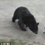 加拿大小猫为护家勇斗大棕熊（图） 动物世界