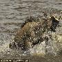 肯尼亚角马水中逃脱鳄鱼捕杀瞬间（图） 动物世界