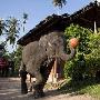 泰国大象玩转篮球 3个月成为“灌篮高手”（图） 动物世界