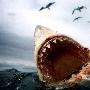 海洋中最大的掠食性鱼类大白鲨（图） 动物世界