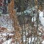 意大利野外发现罕见白化鹿幼仔(组图)（图） 动物世界