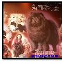 中国松狮犬“金刚”赴美凯旋归来新闻发布会（图） 动物世界