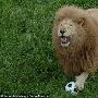 南非雄狮痴迷足球（图） 动物世界