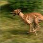 跑得最快的狗：灵缇（图） 动物世界