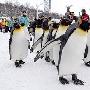 动物园帝企鹅散步“减肥”（图） 动物世界