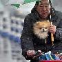 幸福宠物狗：主人冒雪起行将其放在怀中（图） 动物世界