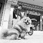 南甯寵物狗擁有電子身份證（圖） 動物世界