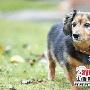 世界最长寿狗 奥托去世 已活了“146岁”（图） 动物世界