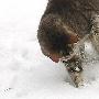 现实版“猫和老鼠”：勇敢老鼠雪地战家猫（图） 动物世界