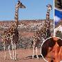 杰克逊宠物长颈鹿离奇死亡 疑似被人“谋杀”（图） 动物世界