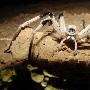 以色列沙漠中发现14厘米长罕见大蜘蛛 （图） 动物世界