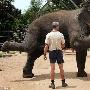 德国动物园怀孕大象集体产前训练（图） 动物世界