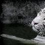 十大猫科动物精彩图片：白虎拥有蓝色眼睛（图） 动物世界