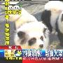 台湾刮“山寨熊猫热” 宠物狗染成熊猫（图） 动物世界