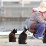 日本猫岛人把猫当神伺候（图） 动物世界