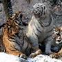 韩动物园老虎为虎年拍摄“宣传照”（图） 动物世界