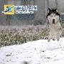 雪橇犬雪中纵情（图） 动物世界