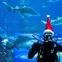 巴萨金童投身公益玩心跳 与鲨共舞庆圣诞（图） 动物世界