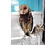 保护动物成宠物 花鸟市场惊现两只猫头鹰（图） 动物世界