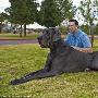 美大丹犬高超一米 有望获世界最高狗头衔（图） 动物世界