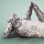 “瑜珈猫”功夫堪比麦当娜（图） 动物世界