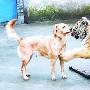 “功勋”小狗陪伴两代老虎（图） 动物世界