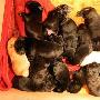 导盲犬初次为母 产下16小狗崽（图） 动物世界