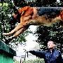 东北待训牧羊犬 千里赴蓉“充军”（图） 动物世界