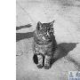 餐厅女经理养了群流浪猫（图） 动物世界