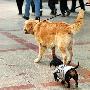 惠城犬只打疫苗或免费 流浪犬只也纳入摸底范围（图） 动物世界