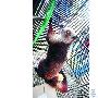 夜闹办公室不速之客乃是“鼯猴”（图） 动物世界