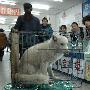 白狐狸现身闹烟台市区 与人斗智斗勇尽显狡猾（图） 动物世界